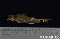 藏品(棕面鶯)的圖片